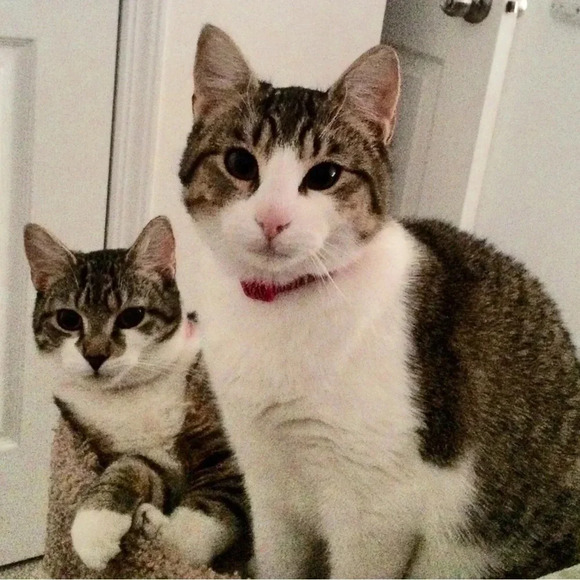 Saturday  Next live Aunt Becky and Ann are Live! 😻 🐶 - Picture 6 of 7